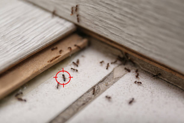 Best Pest Prevention Services  in Fulton, TX