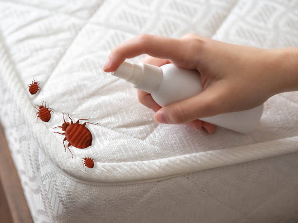 Best Pest Control Treatment  in Fulton, TX