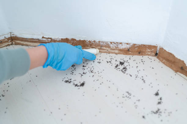 Best Termite Control Services  in Fulton, TX